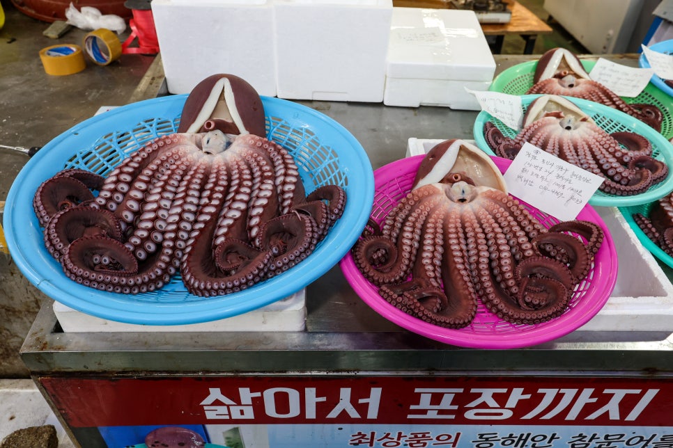 문어상회 이미지