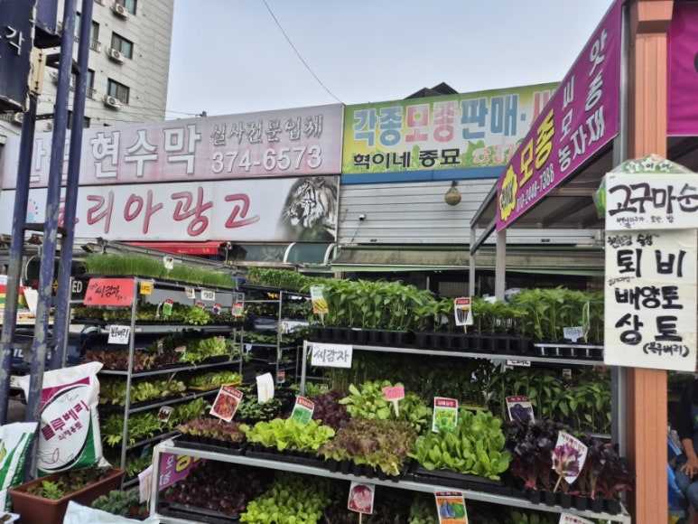 혁이네모종 이미지