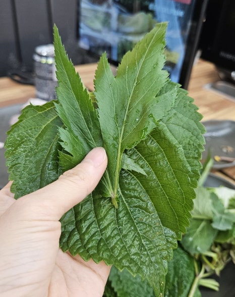 대패미가 이미지