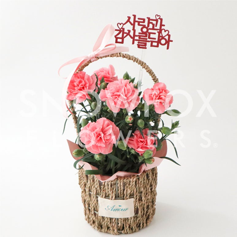 스노우폭스제주 이미지
