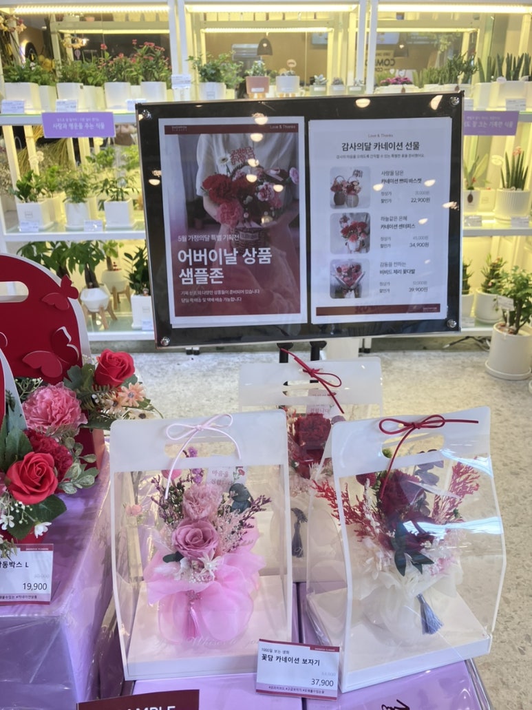 스노우폭스제주 이미지