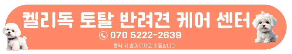 강남 애견 유치원 켈리독, 미용·호텔 풀케어 후기 — 사진 10