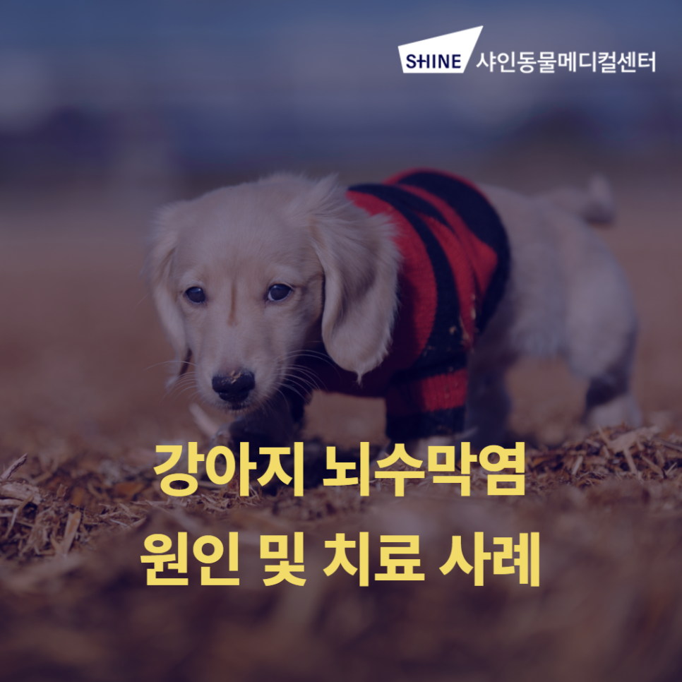 강아지 뇌수막염 원인과 치료, 말티즈 사례 비용 안내
