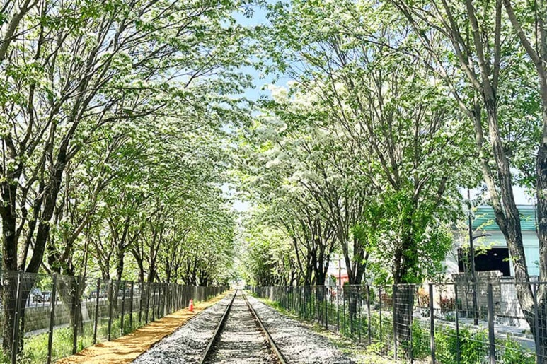 이팝나무 이미지