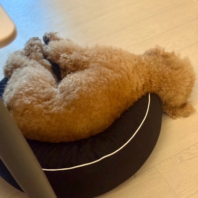 온더플로어댄스 이미지