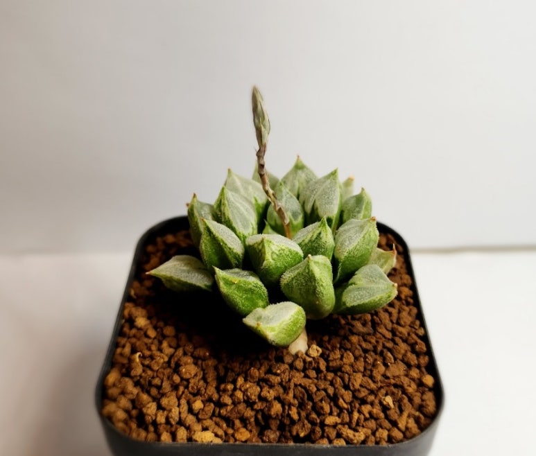 하트러브 이미지