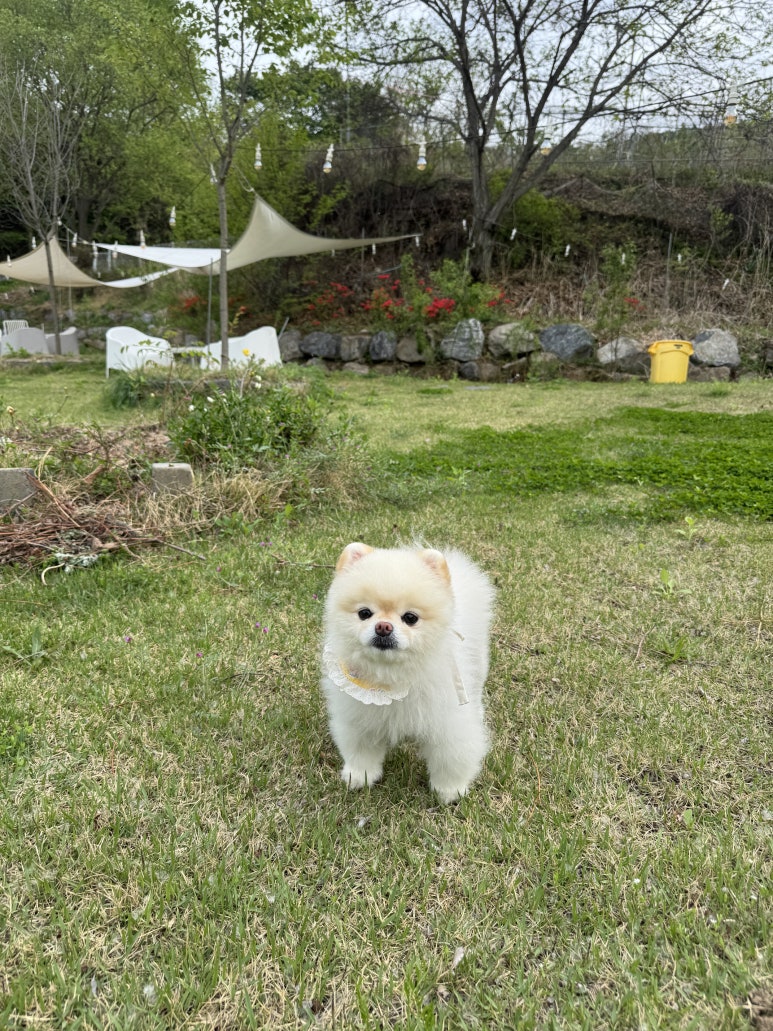 피피비피 이미지