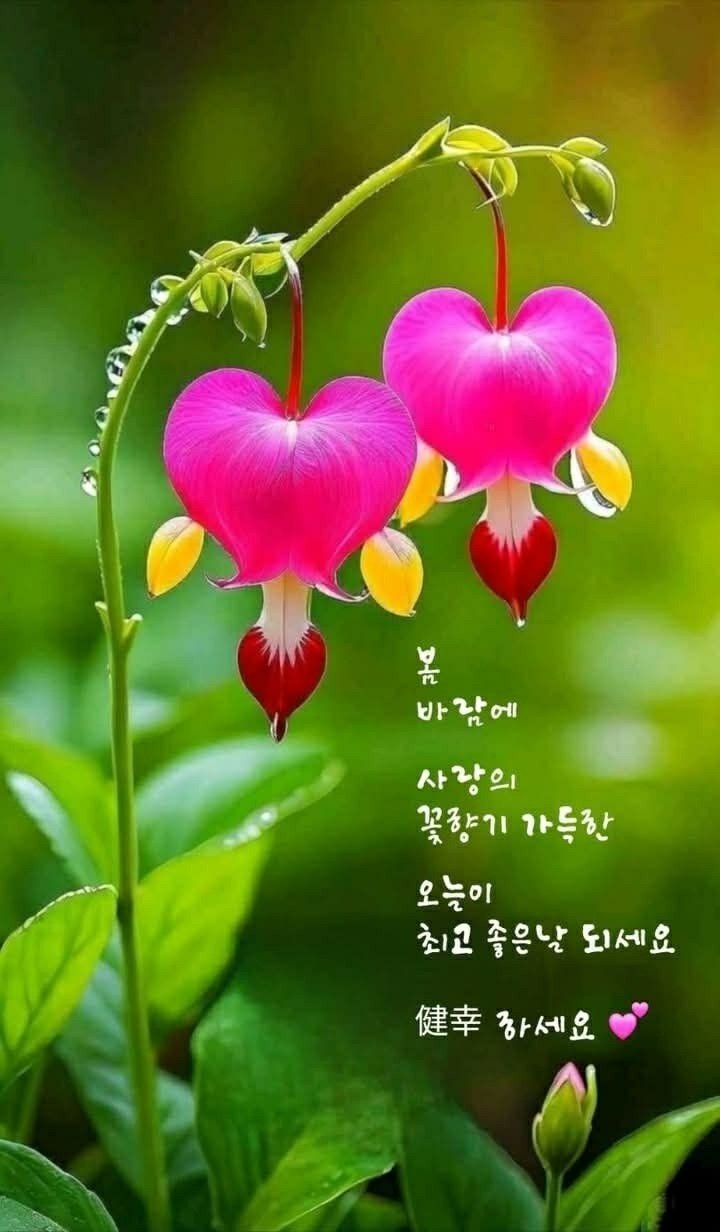 관악정육점 이미지