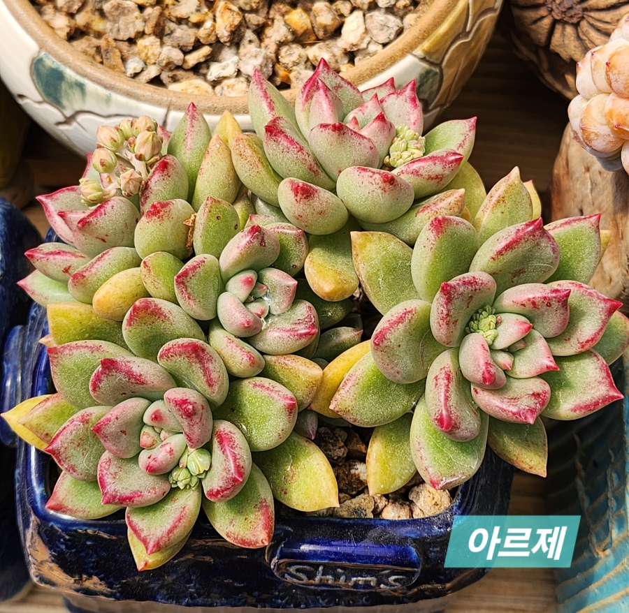 동그르르 이미지