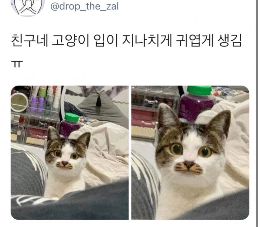 메옹이 이미지