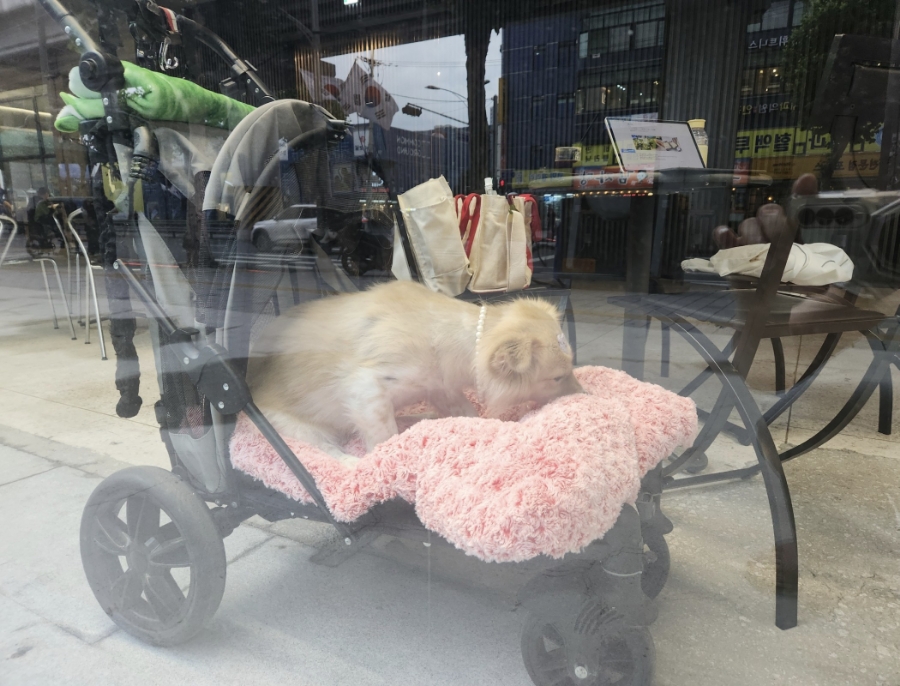 쎈느 건국 이미지