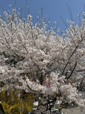 삼동소바화성융건릉점 이미지