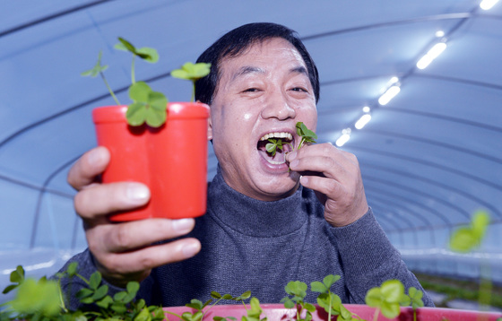 네잎클로버 이미지