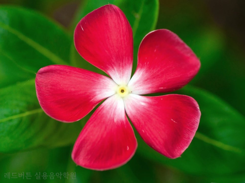 레드버튼실용음악학원 이미지