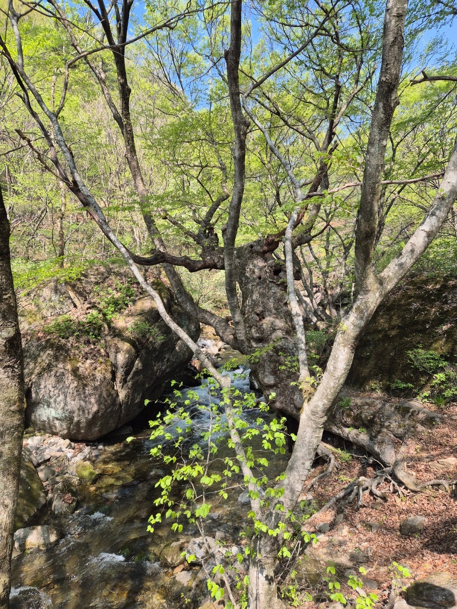 소백산국립공원 초암주차장 이미지