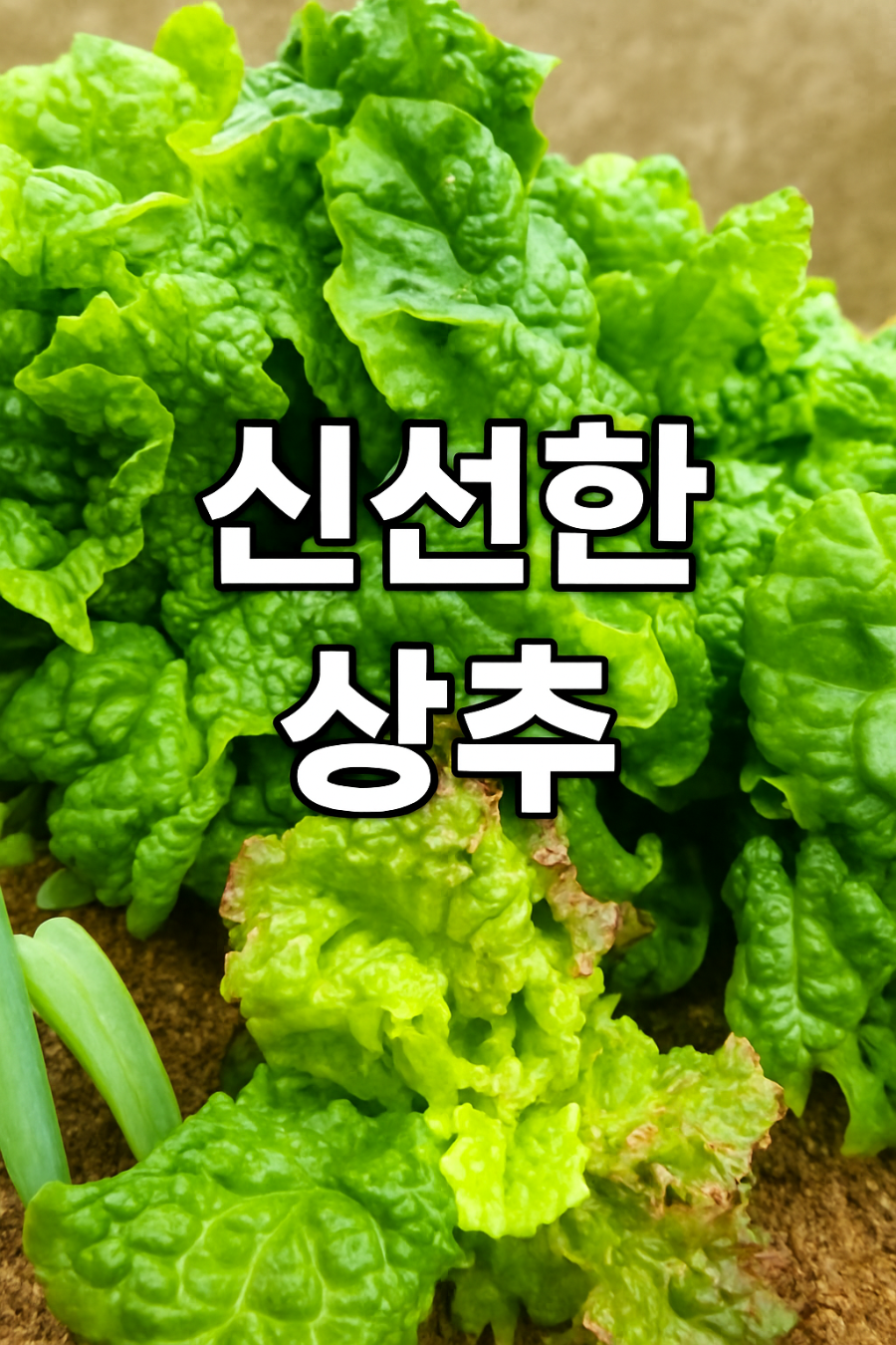 소나무향기펜션 이미지