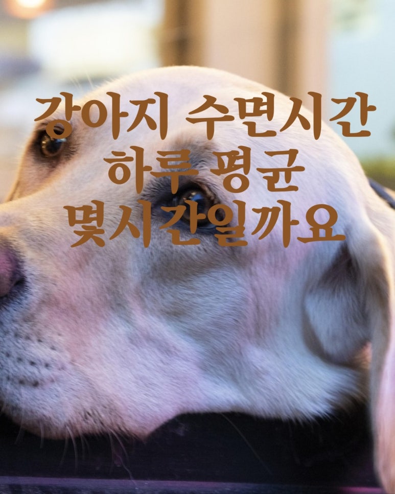 강아지 수면시간 하루 평균 몇시간일까요