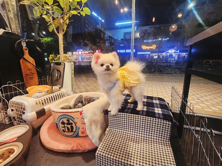 배나온민족 이미지