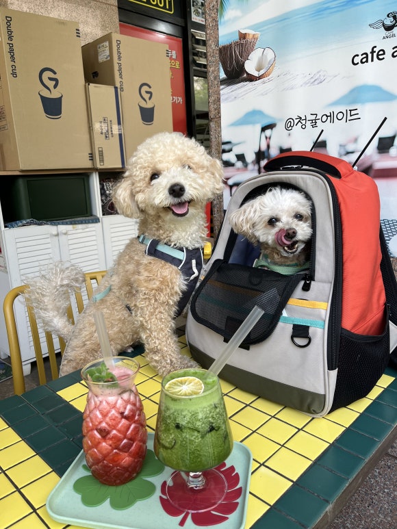 엔젤카페 이미지