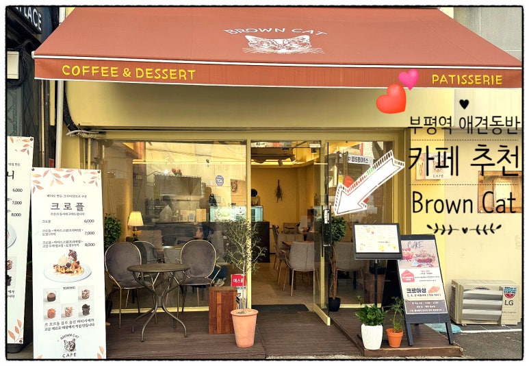브라운캣(Brown Cat) 이미지
