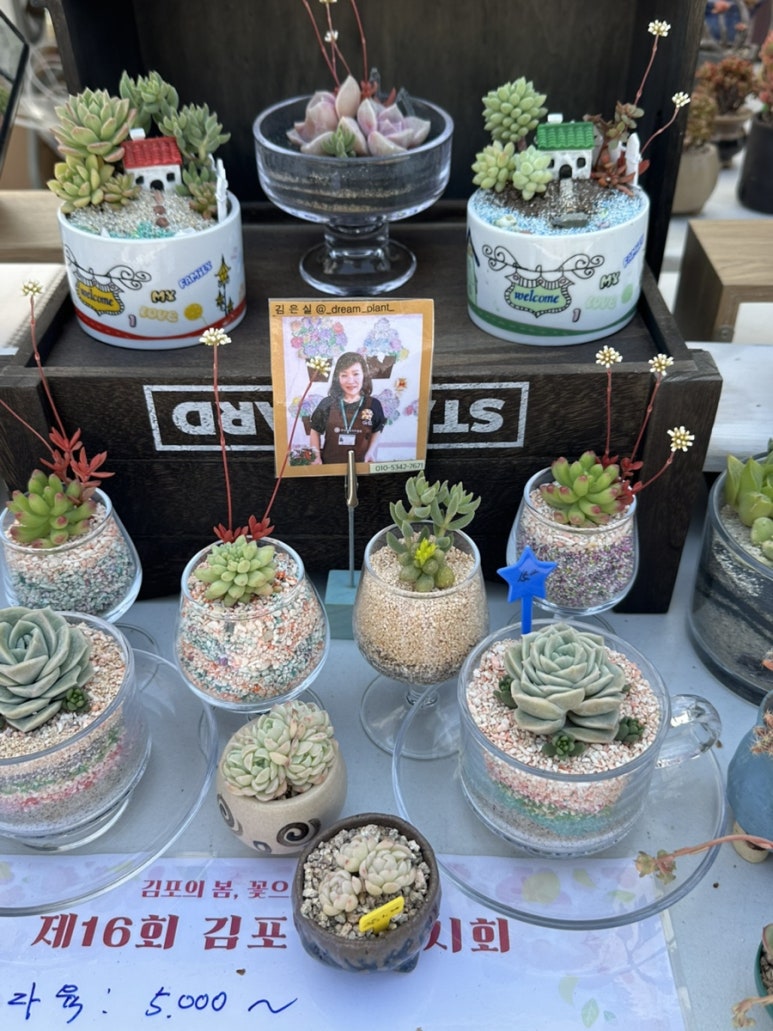 중앙꽃다육 이미지