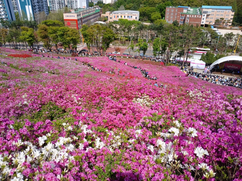 군포철쭉 이미지