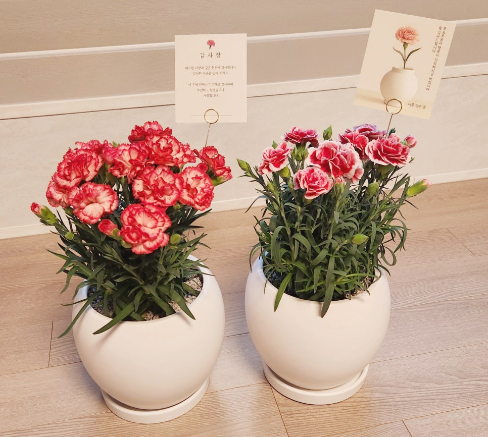 너를담은꽃 이미지