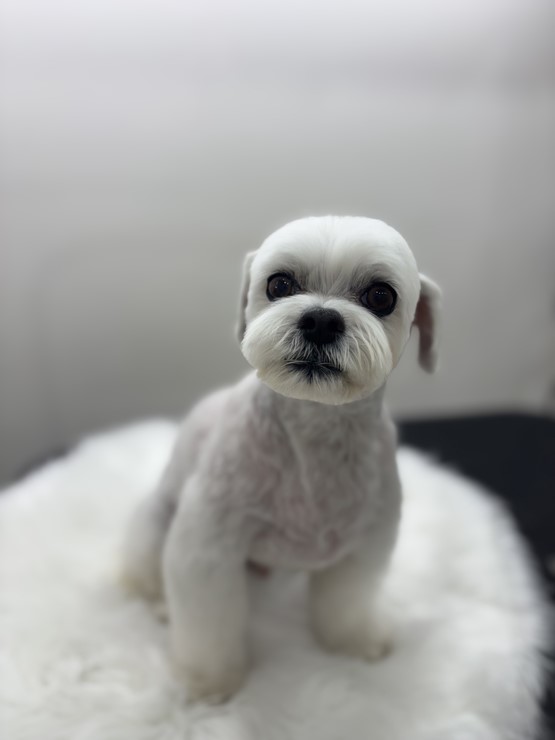 뽀그리미용실 이미지