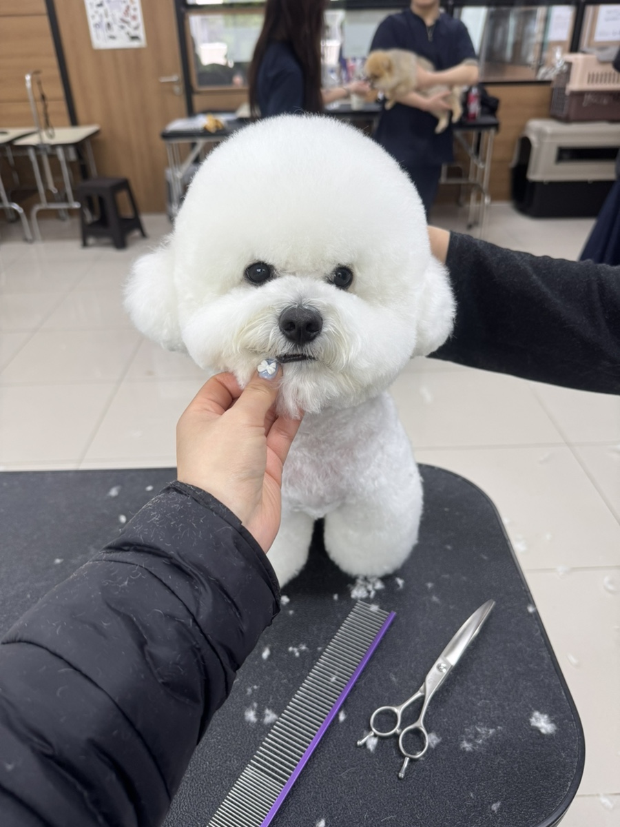 에이스애견미용학원 이미지