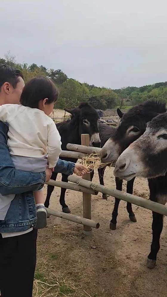 동키 이미지