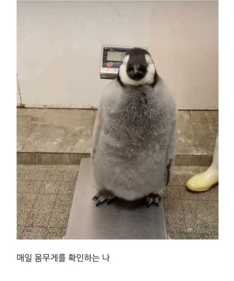 신포차 이미지