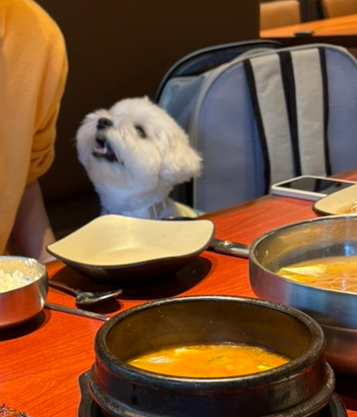 도담원 이미지