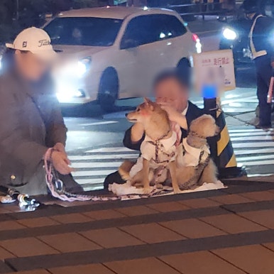 꼬띠디앙 이미지