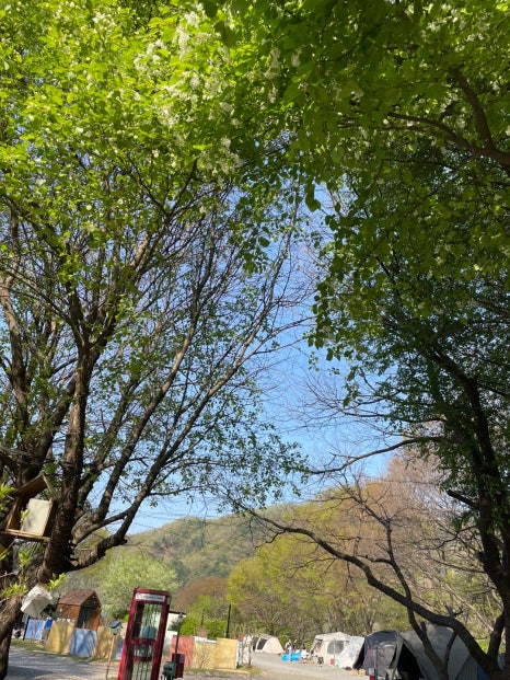 다이소가평현리점 이미지
