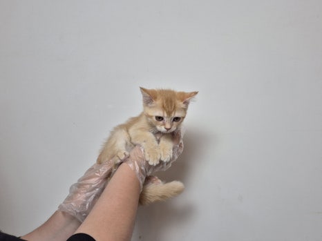 발렌헤어 이미지
