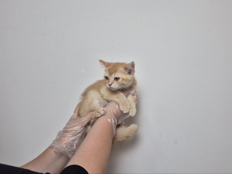 발렌헤어 이미지