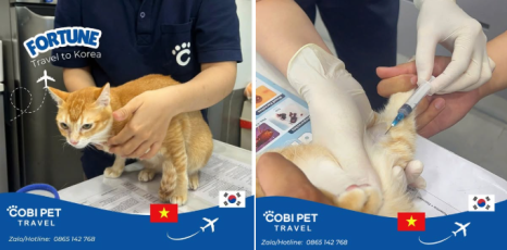 코비 트래블 이미지