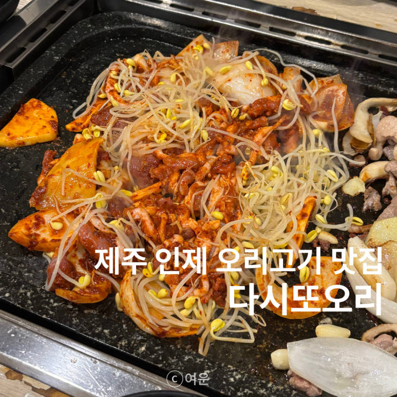 다시또오리 이미지