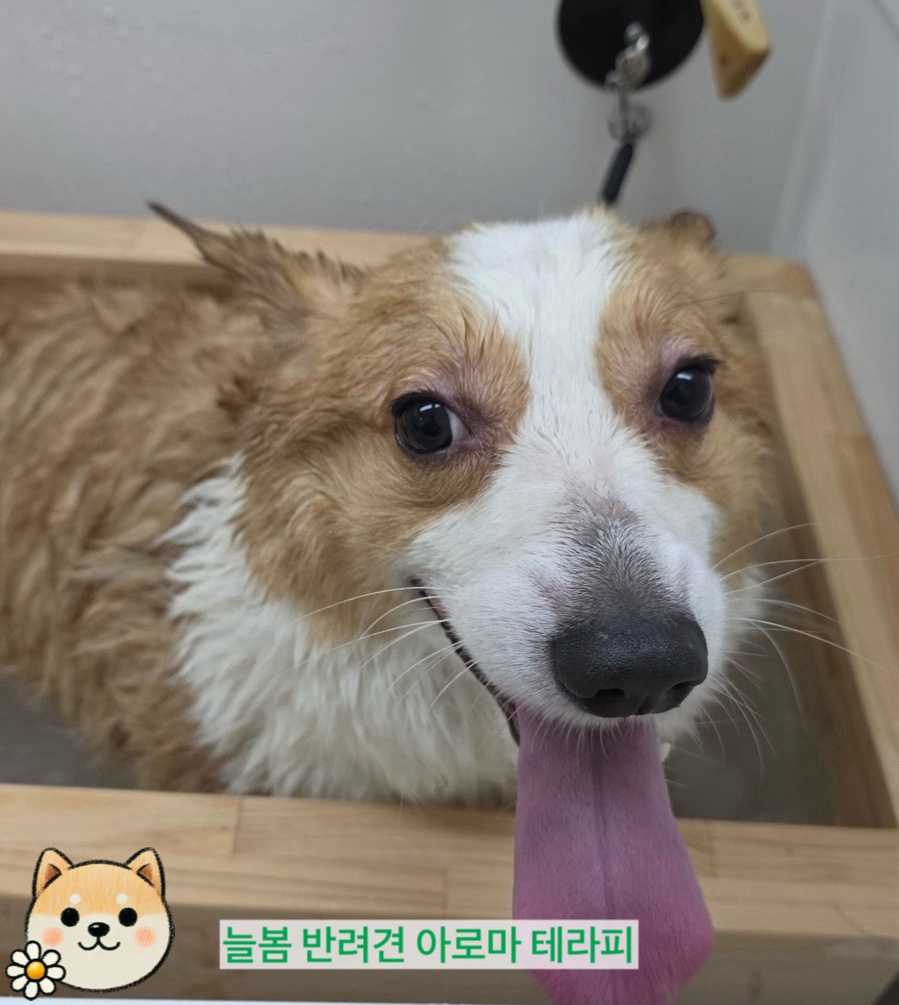늘봄아로마테라피 이미지