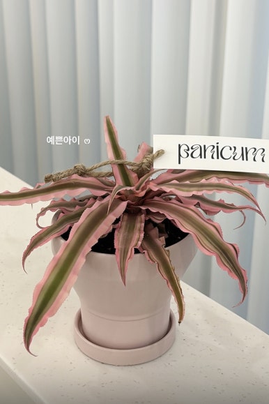 파니쿰 이미지