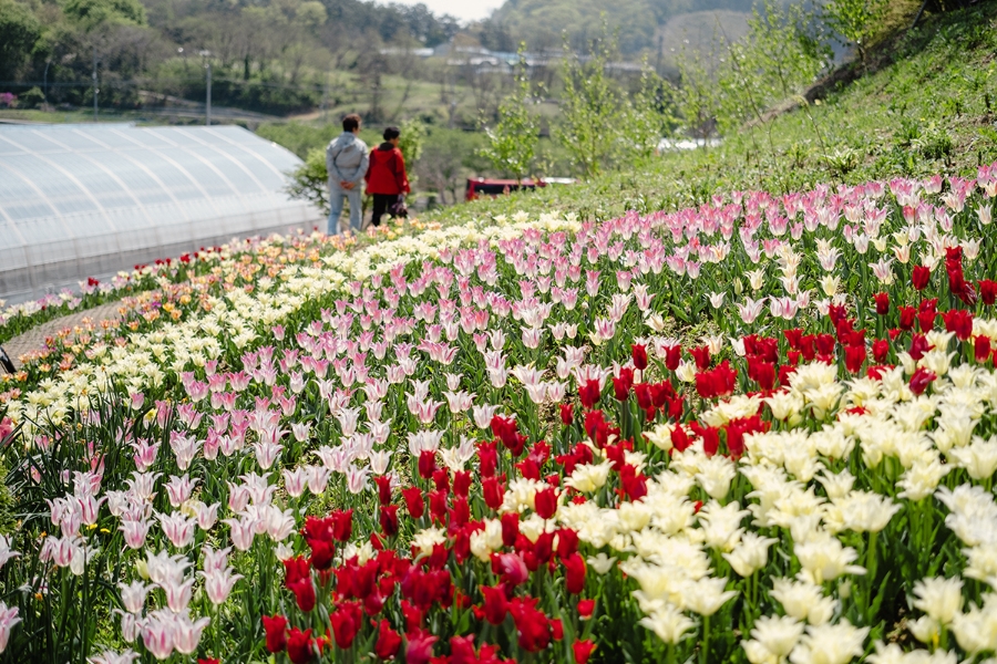 화.수.목(花.水.木 이미지