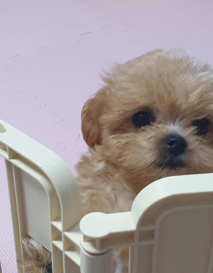 코코리본 이미지