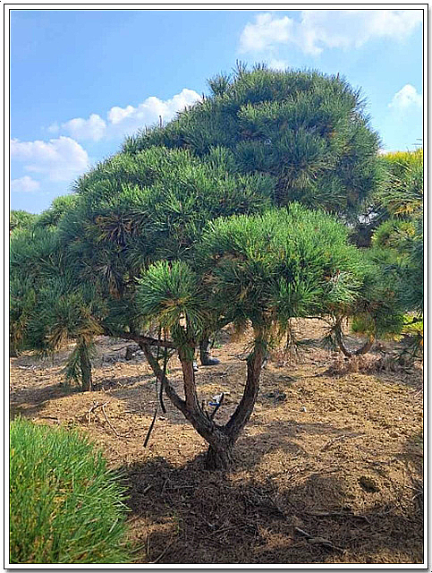 혜인조경 이미지
