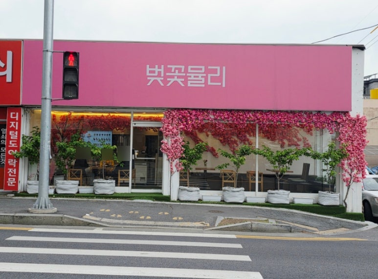 벚꽃뮬리 이미지