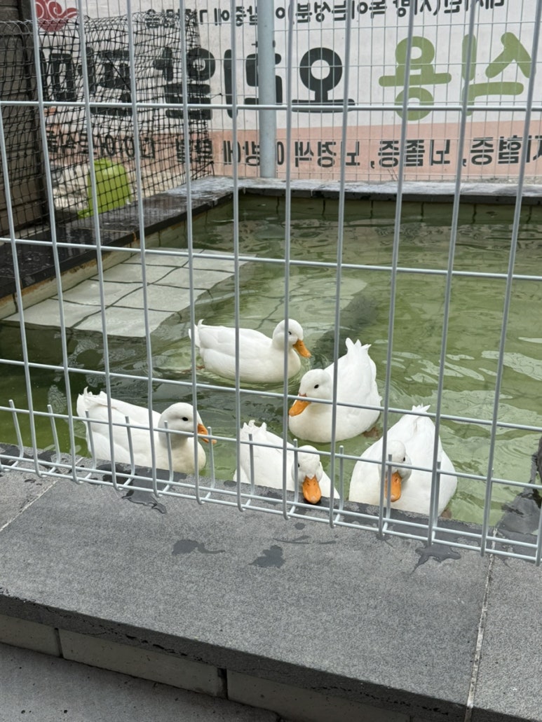 디코이덕 이미지