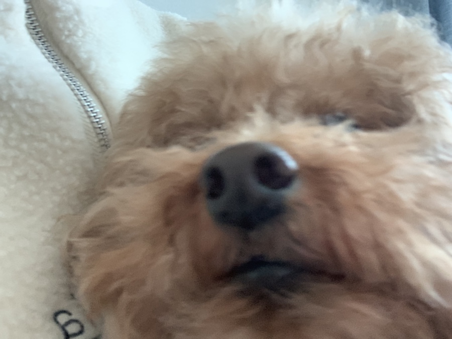 잘래 이미지