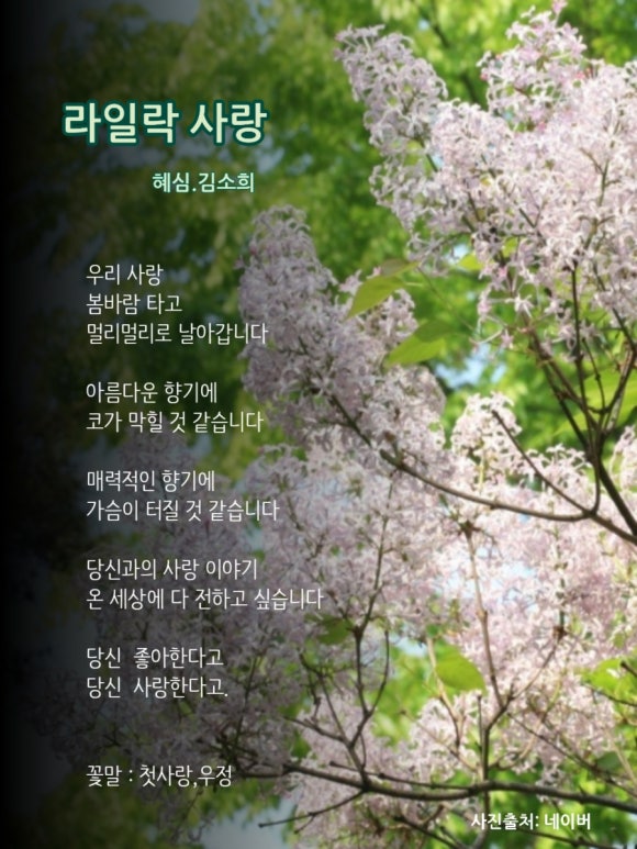 라일락 이미지