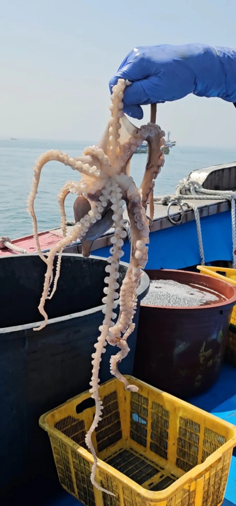 생선팜 이미지