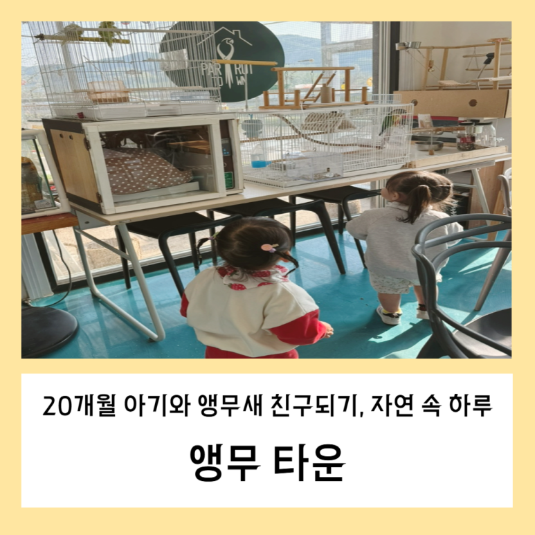 앵무타운 이미지
