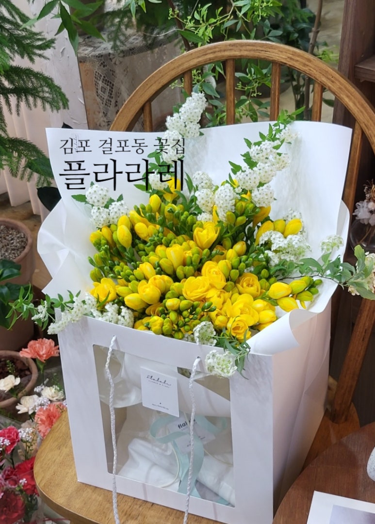 플라라레 이미지